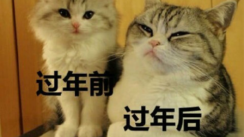 发现了一个新的自然奇观:猫的有丝分裂!太神奇了,开眼界了!